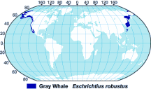 Map of gray whale range