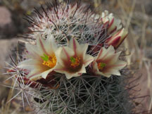 Pincushion cactus with flowers