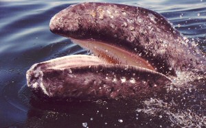 Baleen of gray whale calf