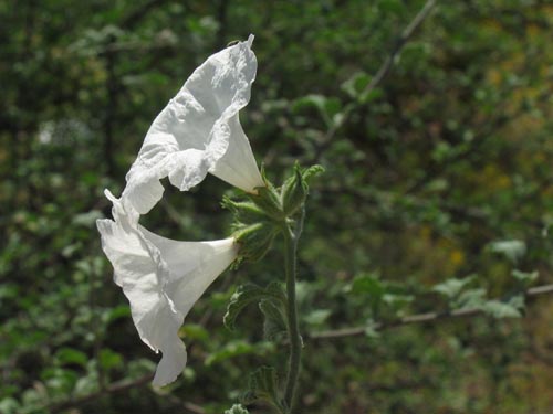 Vara prieta Cordia parvifolia 