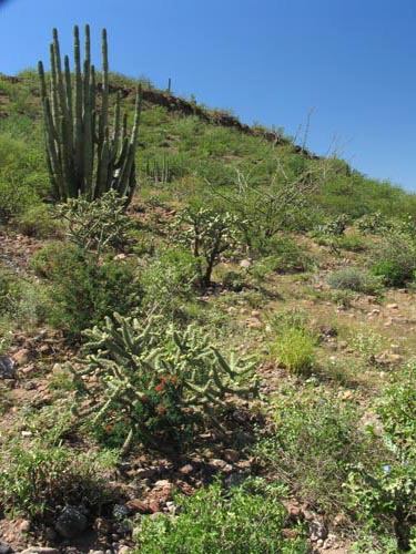 Desert garden south of Las Tres Virgenes area