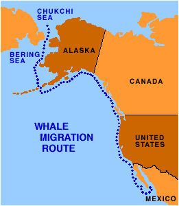 Map of gray whale migration