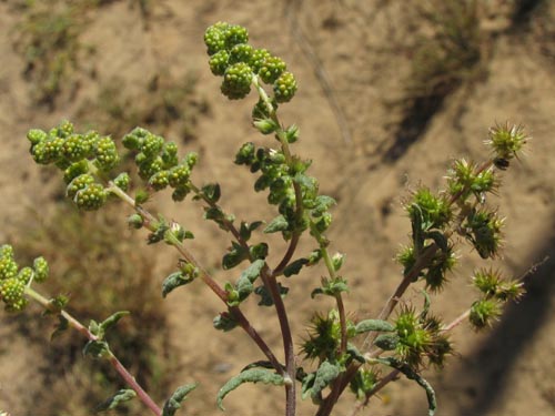 Ambrosia magdalena