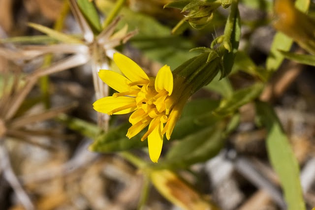 Trixis californica flowers