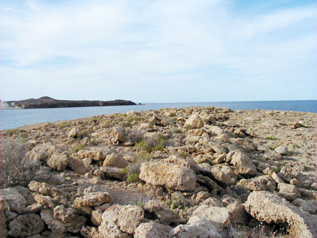 Punta Cacarizo limestone