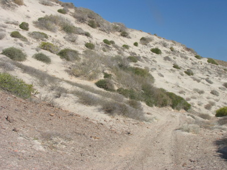 coastal dune