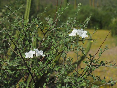 Cordia parviflora