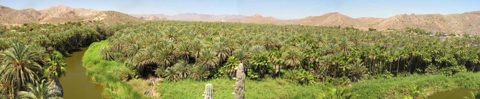 Panorama of Mulege palm orchards