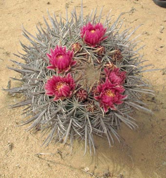 Endemic barrel cactus, Ferocactus fordii