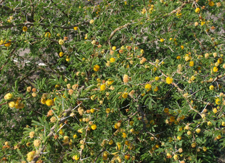 Acacia farnesiana shrub