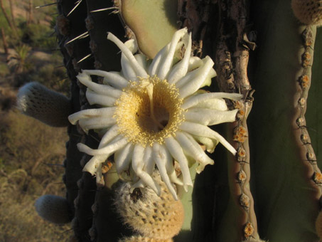 Closeup cardon flower