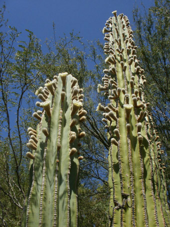 Cardon cactus blooming