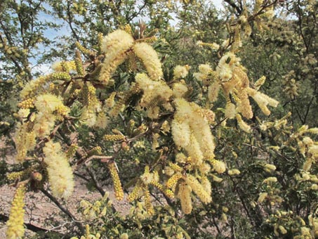 Acacia brandegeana, an endemic shrub/tree