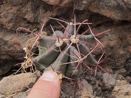 Baby barrel cactus (Ferocactus peninsulae)