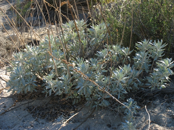 White Sage Flower
