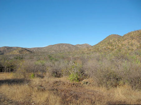 Hillsides near El Santuario de los Cactos
