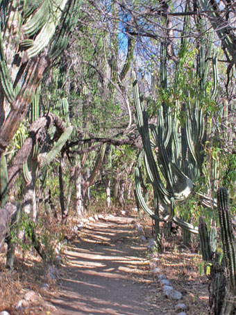 Large columnar cacti at Santuario de los Cactos
