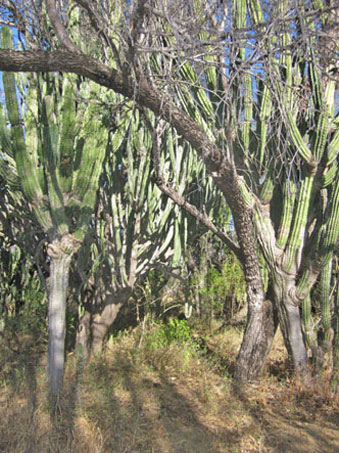 Large columnar cacti at Santuario de los Cactos