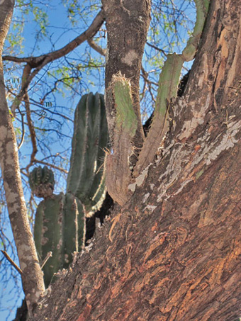 Epiphytic cactus in mesquite tree