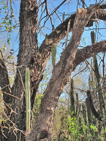 Epiphytic cacti in mesquite tree