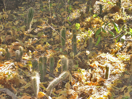 Cacti seedlings