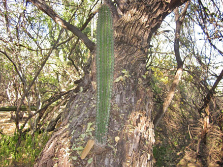 Epiphytic cactus