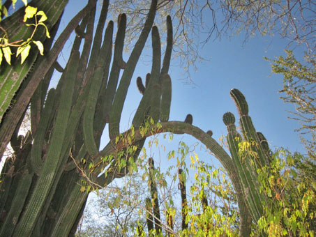 Arborescent cacti arching over path