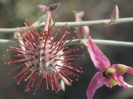 Fruit and flower of Krameria paucifolia