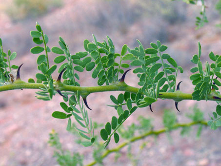 Cat's claw spines of Desert Ironwood