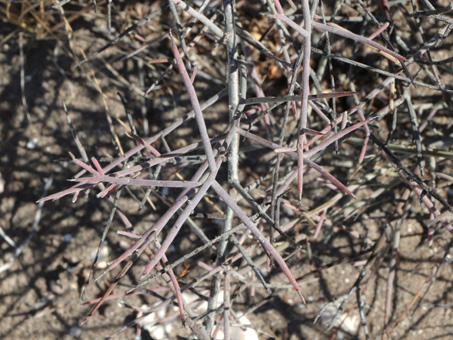 Las ramas puntiagudas y desnudas de Krameria paucifolia