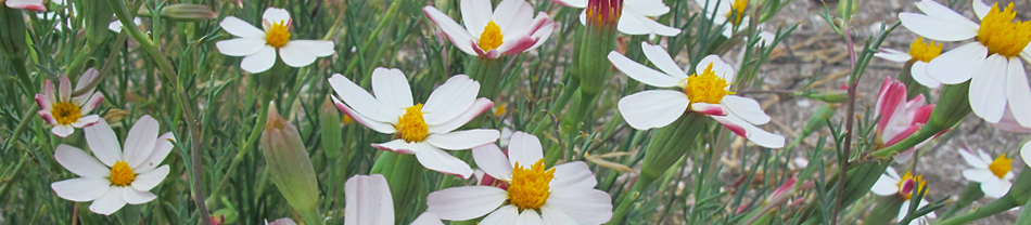 Flowers of  Baja California Nicolletia, one of the few plants blooming