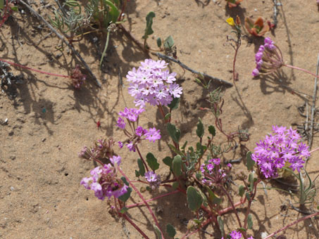 Abronia gracilis en flor