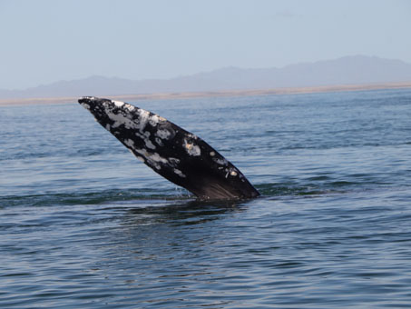 Whale pectoral fin