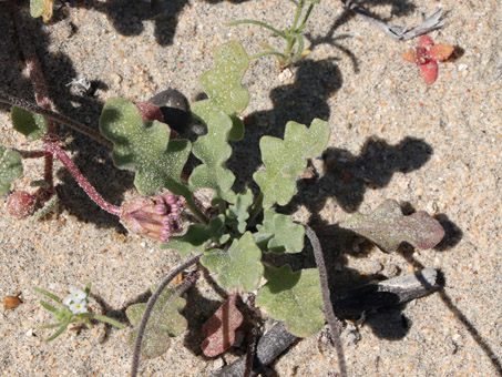 Desert Lily leaves