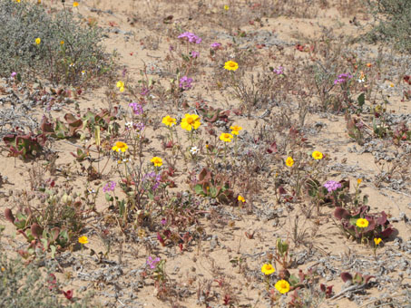 flores silvestres en las dunas