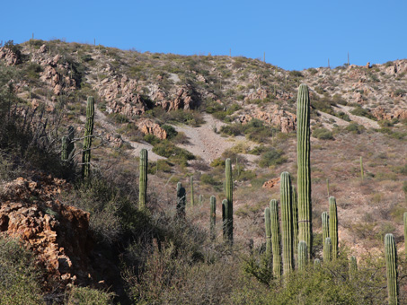 A small forest of Cardon cacti