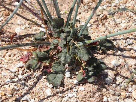 Desert Trumpet stems and leaves
