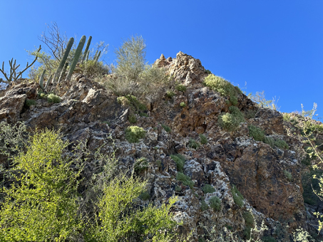 A steep, rocky outcrop with lots of plants