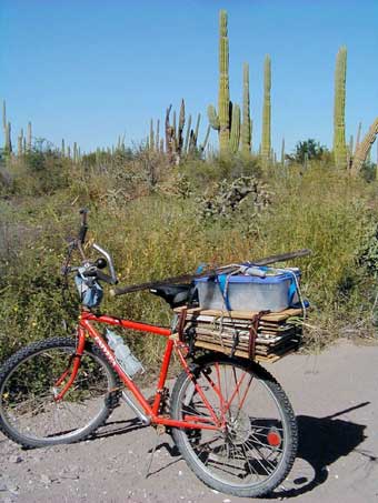 Bicycle as all terrain vehicle for collecting plants