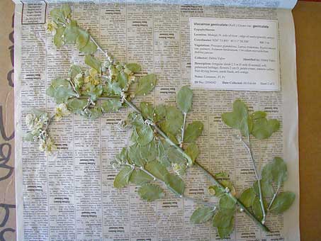 Sample of pressed plant specimen with label