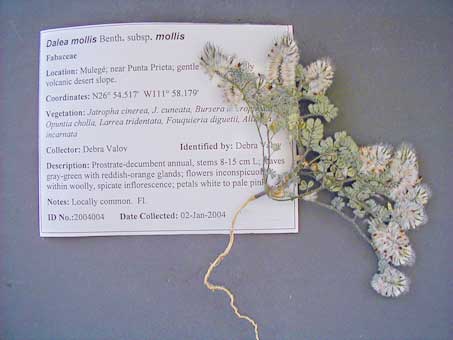 Sample of pressed plant specimen with label