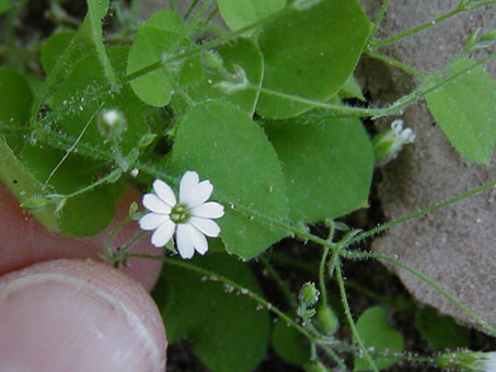 Tiny flower of Drymaria debilis