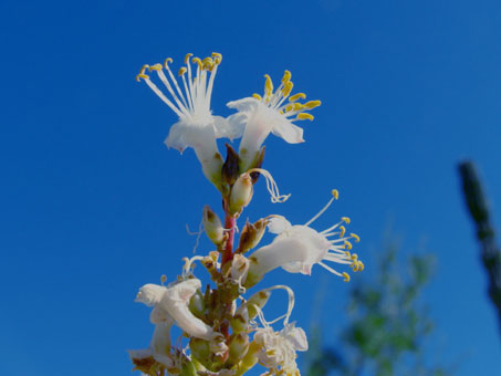 La inflorescencia del Palo Adan que tiene flores blancas