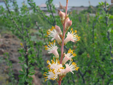 La inflorescencia del Palo Adan que tiene flores blancas o rosadas