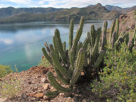 View of bay and cacti