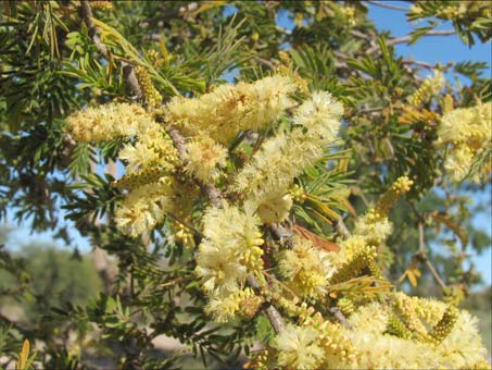 Acacia brandegeana flowers and fruit