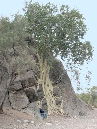 Ficus palmeri tree on cliff