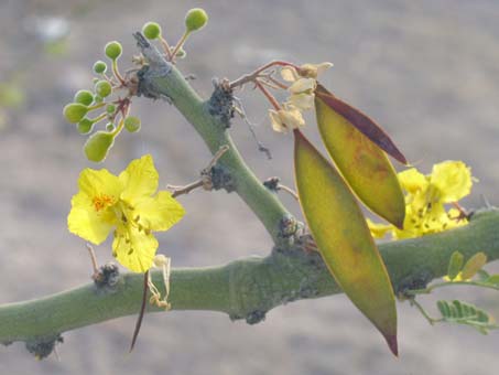 Flowers and fruit of Parkinsonia praecox