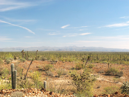 Vizcaino desert