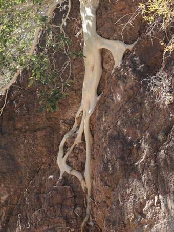 Wild fig tree roots on cliff